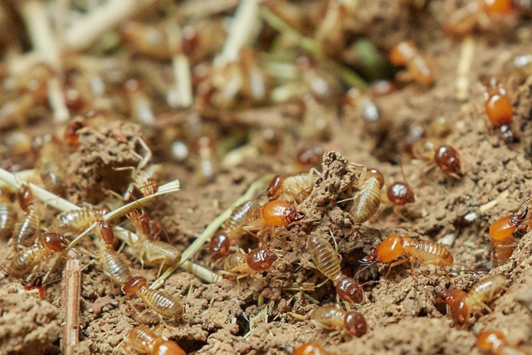 Termite Pest Control Services In Tilak Nagar